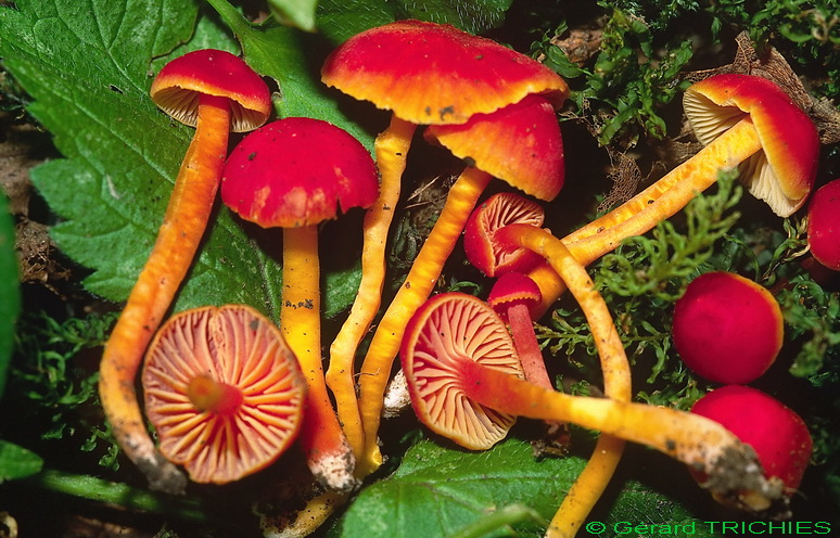 Hygrocybe  constrictospora?